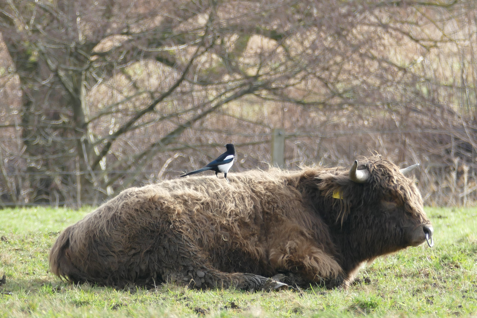 Schottisches Hochlandrind 