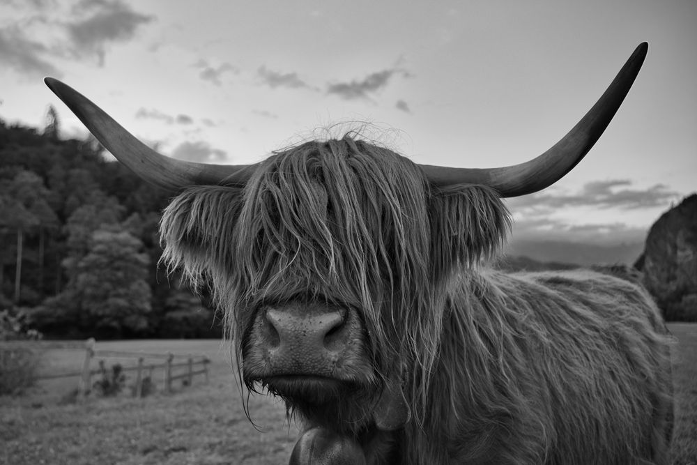 Schottisches Hochlandrind