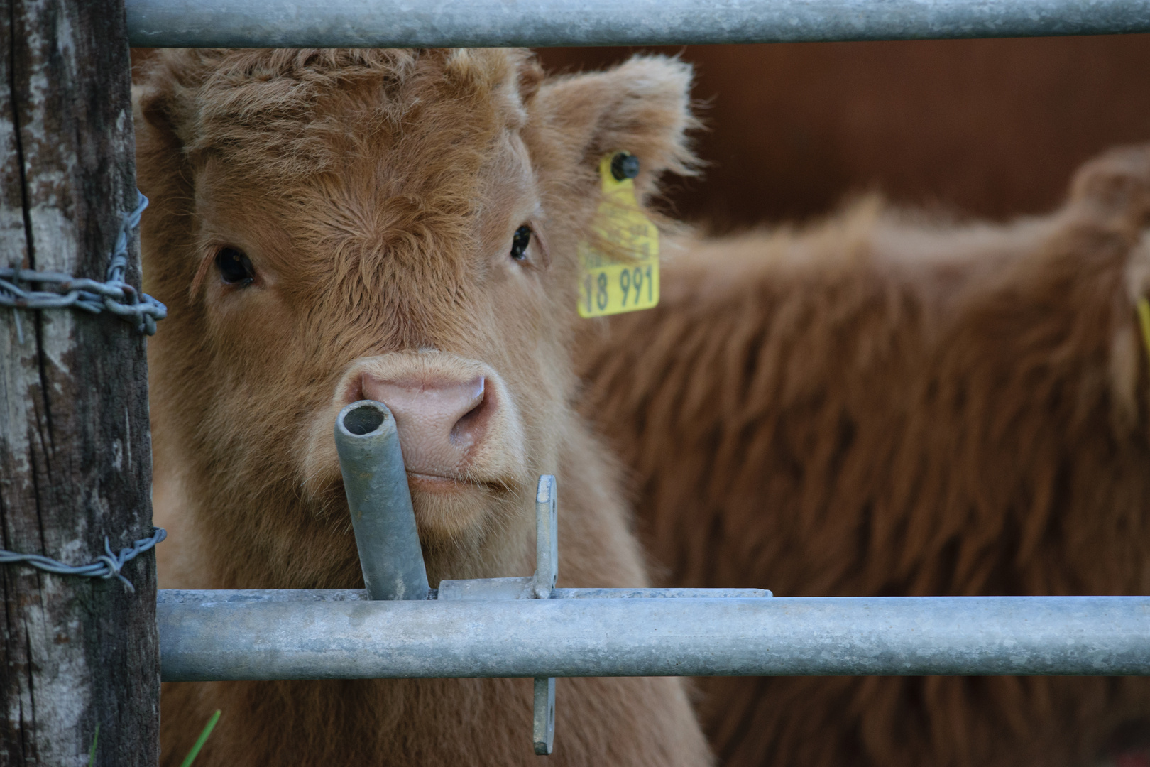 Schottisches Hochlandrind, highland cattle