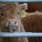 Schottisches Hochlandrind, highland cattle