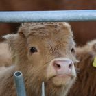 Schottisches Hochlandrind, highland cattle