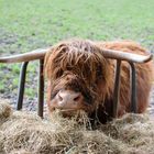 Schottisches Hochlandrind, highland cattle
