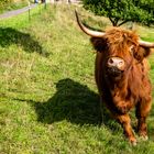 Schottisches Hochlandrind-Highland Cattle 