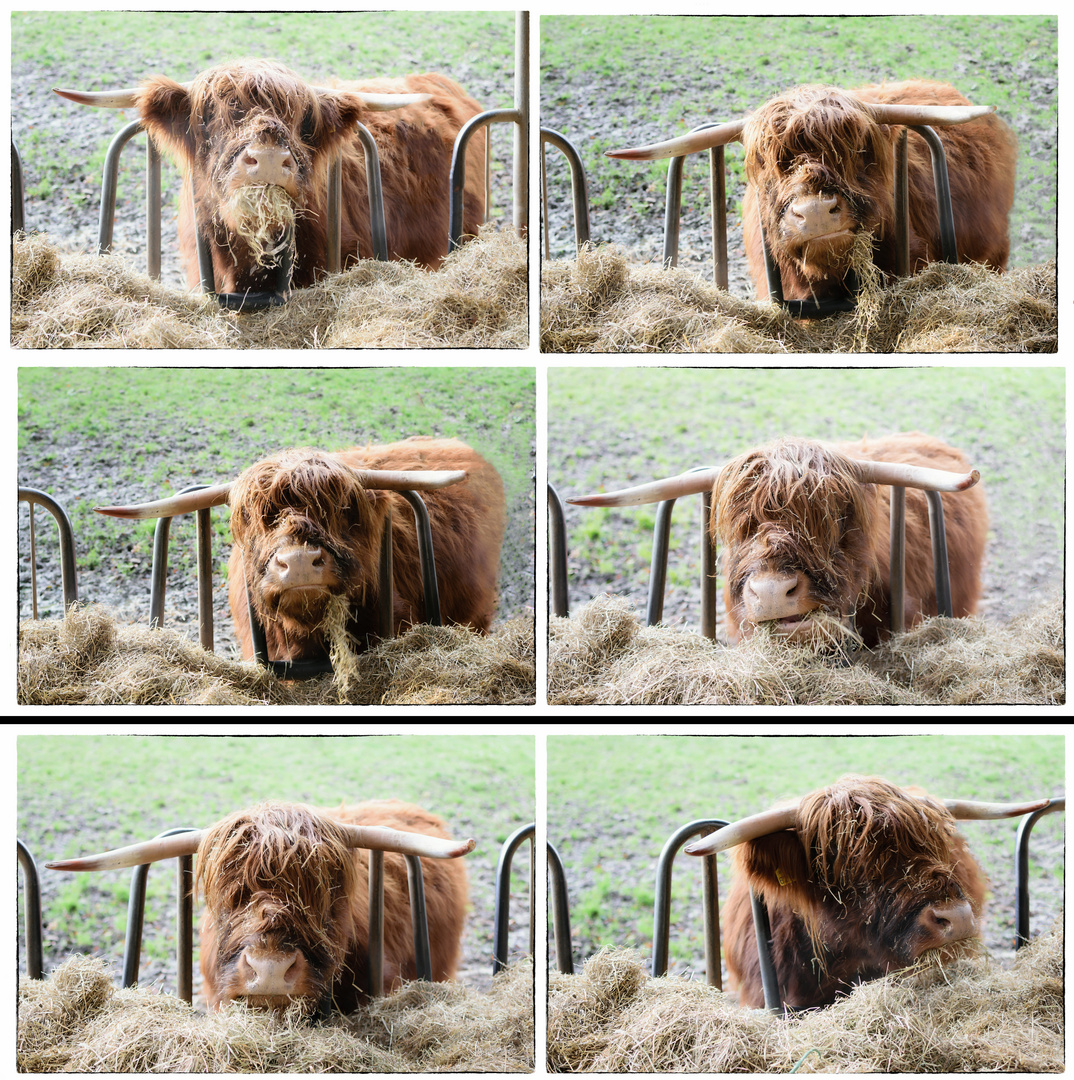 Schottisches Hochlandrind, highland cattle