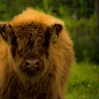 Schottisches Hochlandrind / Highland Cattle