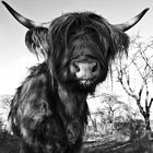 Schottisches Hochlandrind, Highland Cattle oder Kyloe