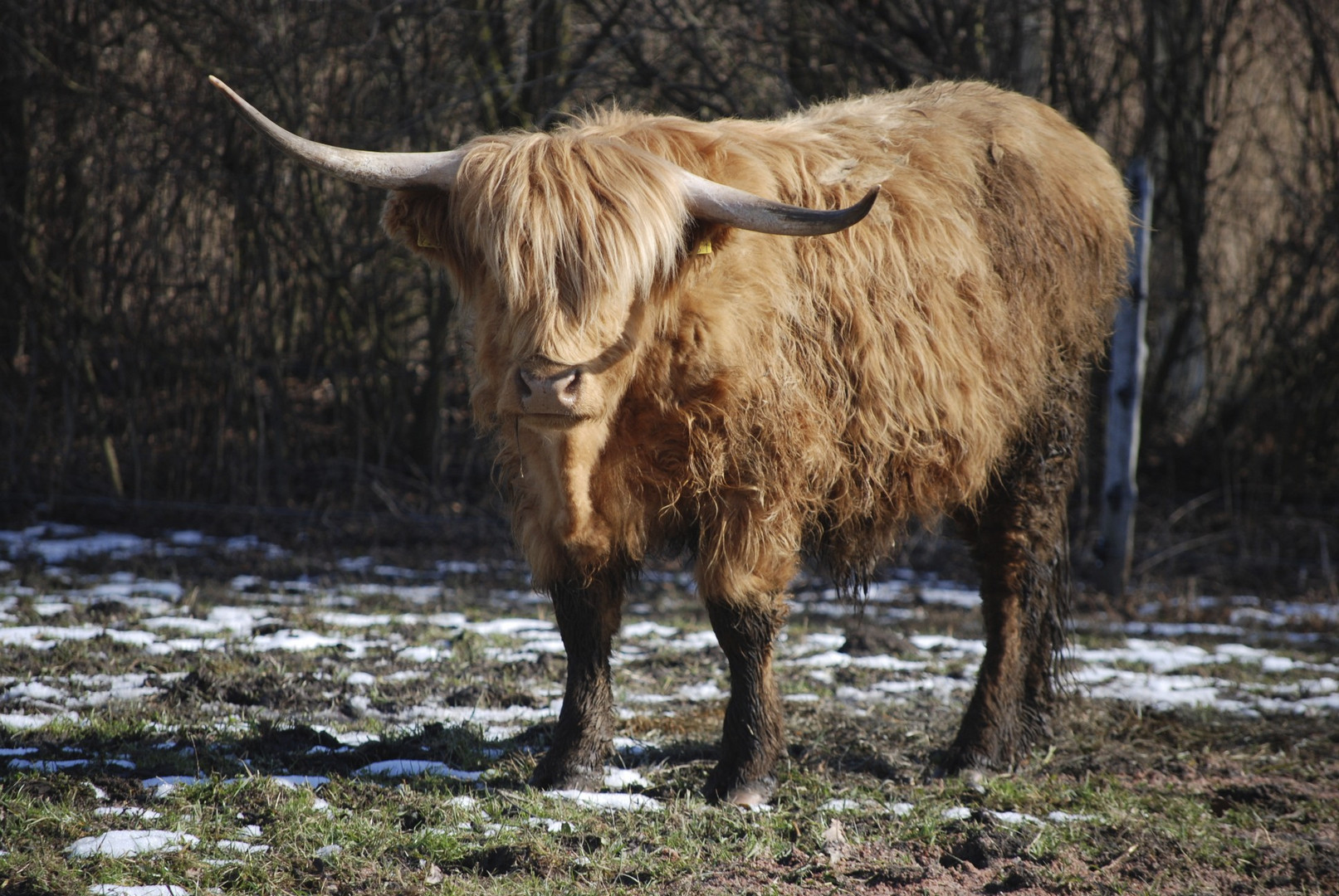 Schottisches Hochlandrind im Neeracher-Riedt