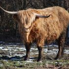 Schottisches Hochlandrind im Neeracher-Riedt