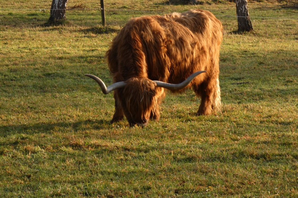 Schottisches Hochlandrind in Hamm-Schmehausen