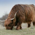 Schottisches Hochlandrind in Zeeland