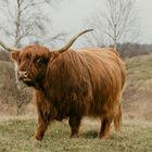 Schottisches Hochlandrind in Zeeland