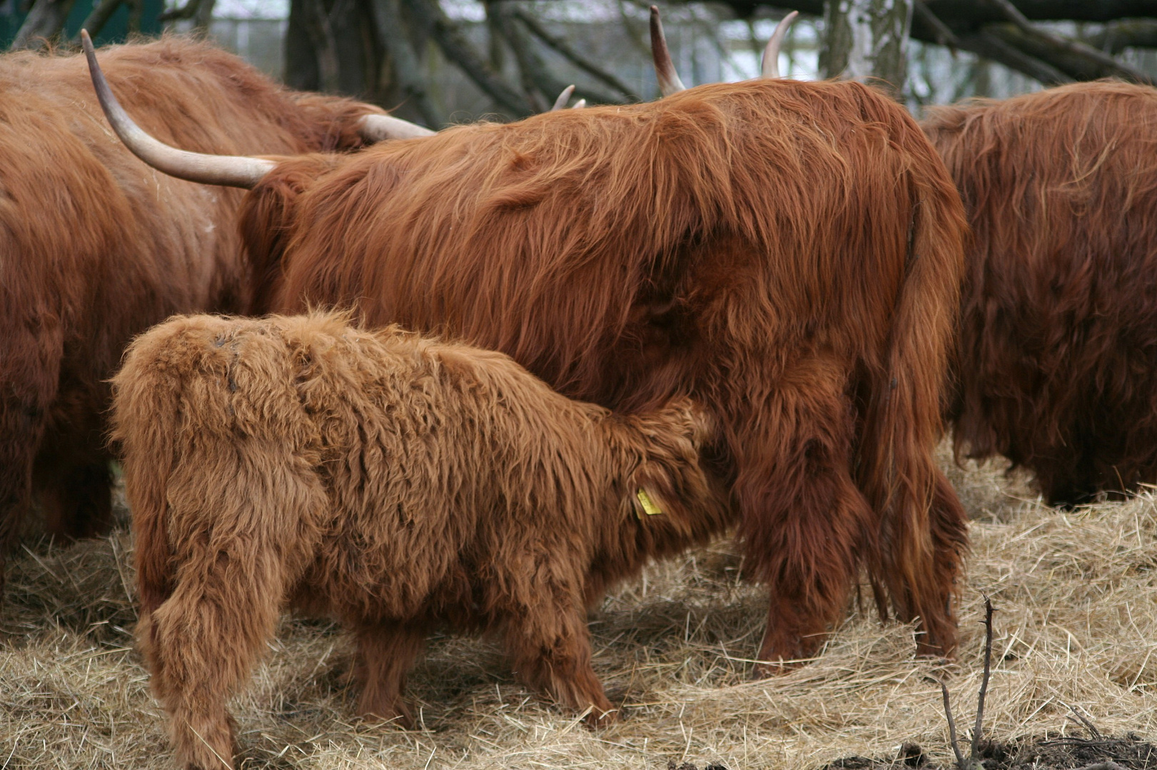 schottisches Hochlandrind mit Kalb