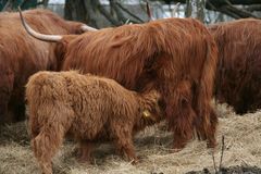 schottisches Hochlandrind mit Kalb