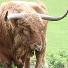 Schottisches Hochlandrind (Stier) - Tierpark Mundenhof