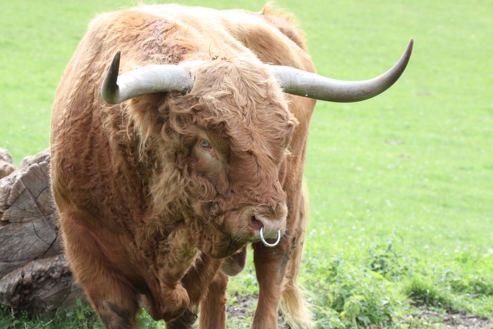 Schottisches Hochlandrind (Stier) - Tierpark Mundenhof