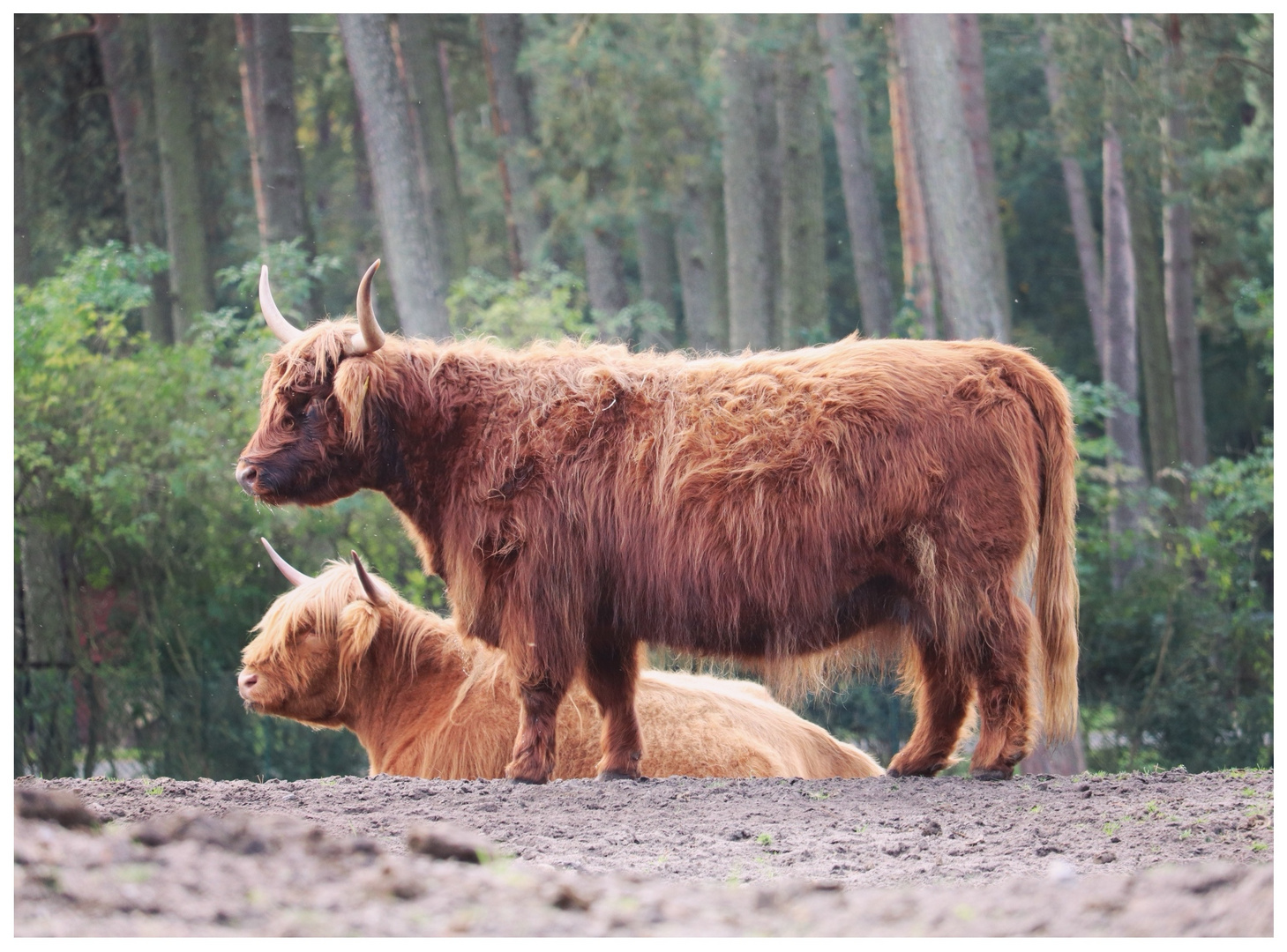 Schottisches Hochlandrinder Pärchen