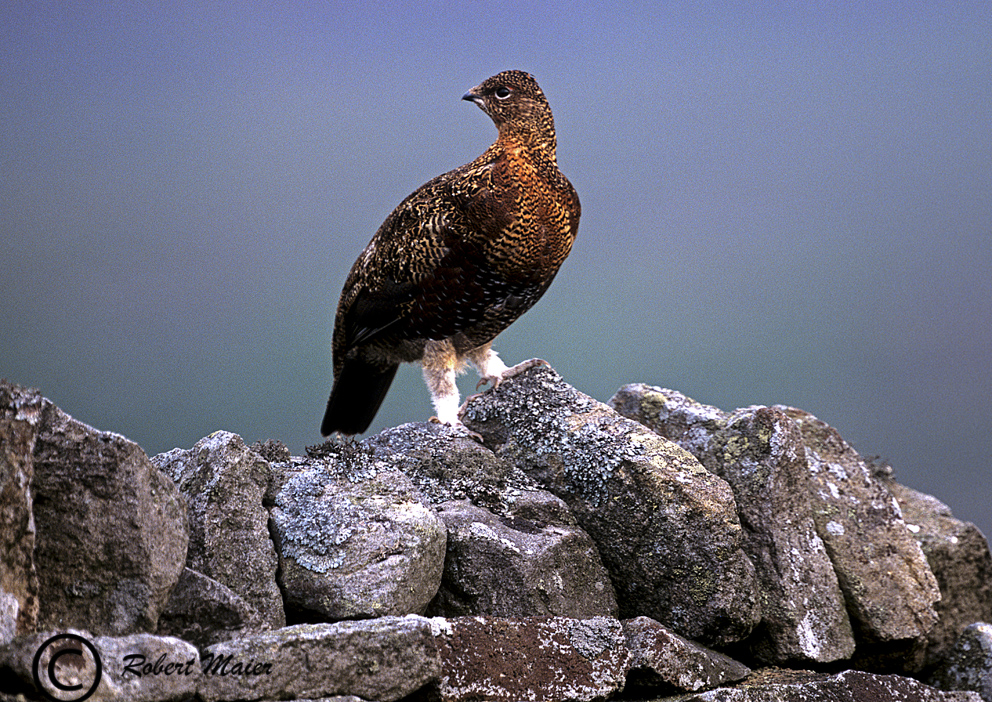 Schottisches Moorhuhn (Grouse)