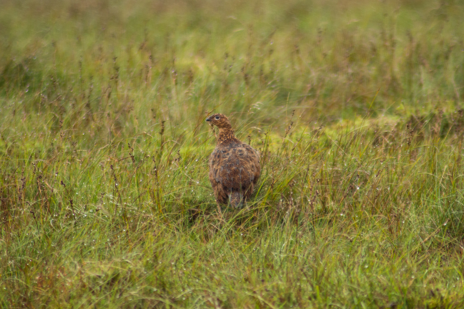 Schottisches Moorschneehuhn / Red Grouse