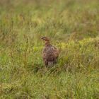 Schottisches Moorschneehuhn / Red Grouse