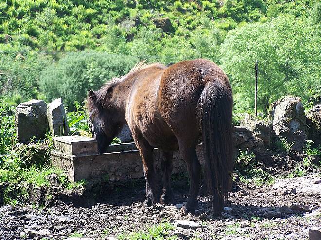 Schottisches Ponny...