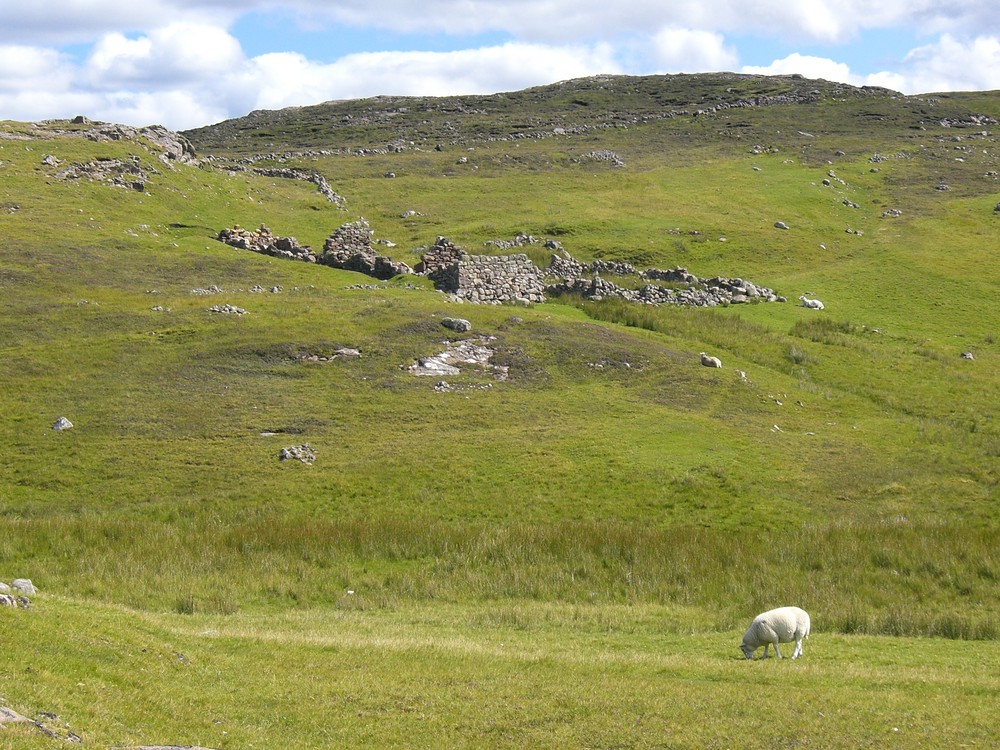 Schottisches Schaf vor einer Ruine auf Coigach (Schottland)