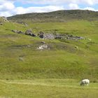 Schottisches Schaf vor einer Ruine auf Coigach (Schottland)