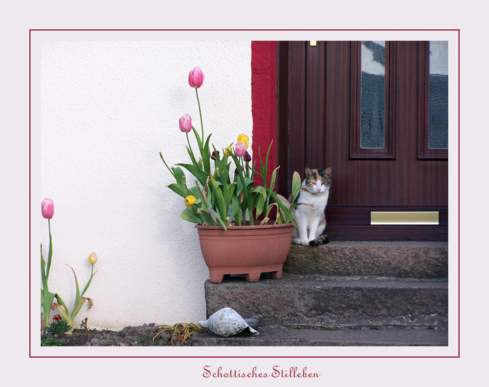 Schottisches Stilleben