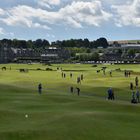 Schottland 6 - Golfspieler in St. Andrews