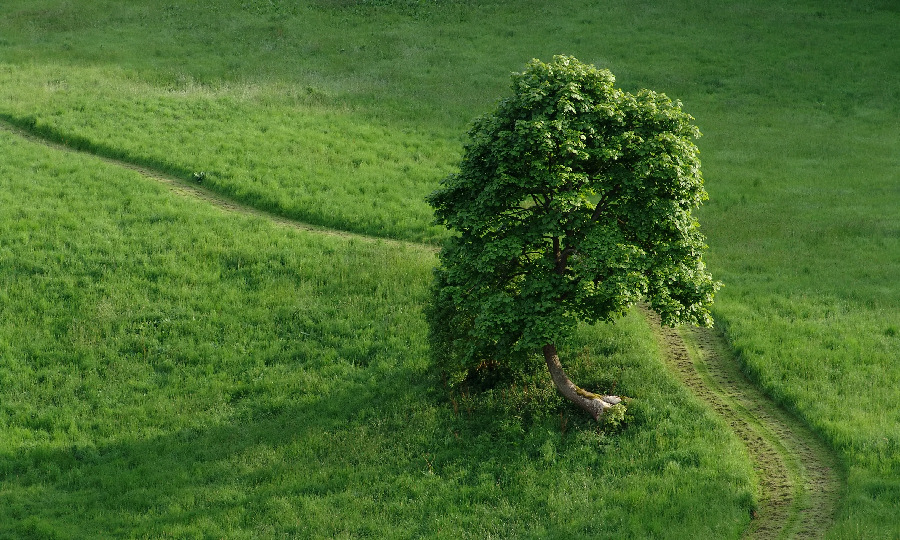 Schottland Baum