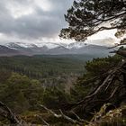 Schottland Cairngorms