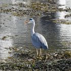  Schottland ein Reier seht am Weyer