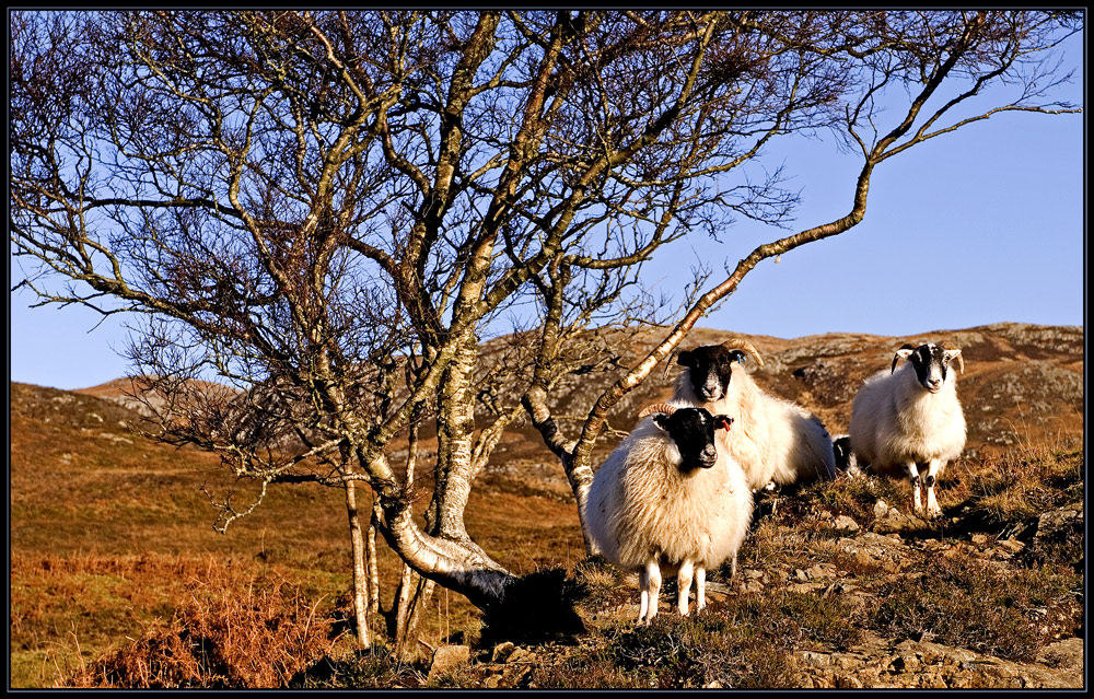 Schottland - eine Winterreise (28)