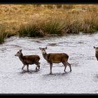 Schottland - eine Winterreise (60)