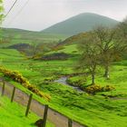 Schottland im Frühling