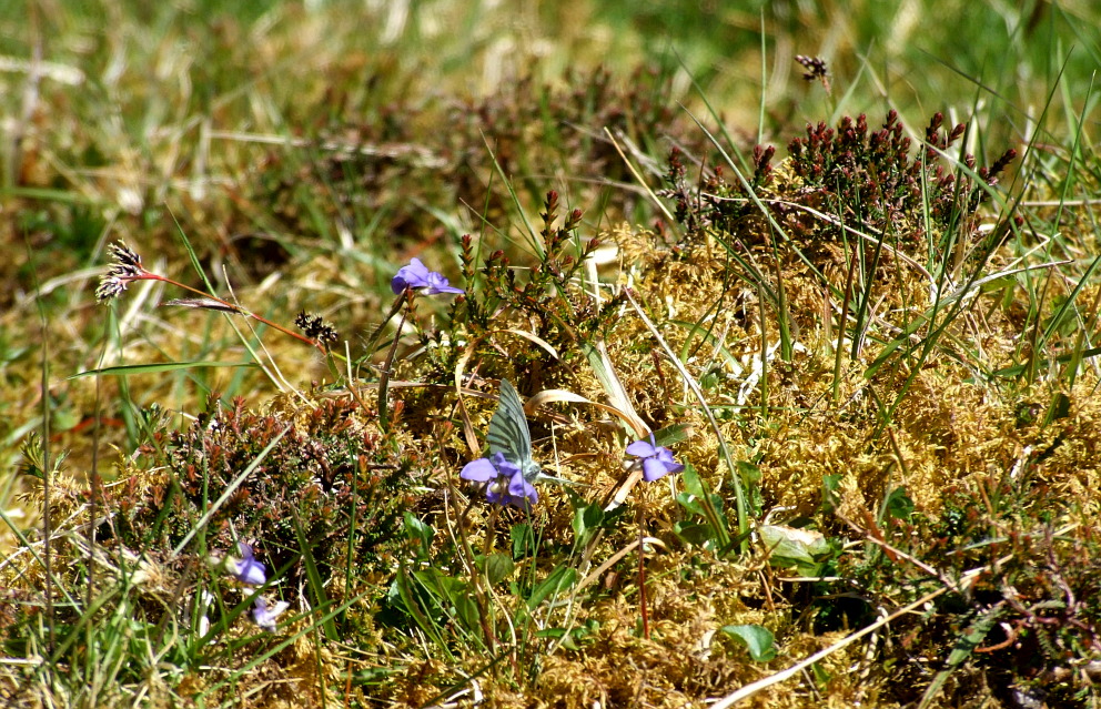 Schottland im Kleinen - Suchbild...