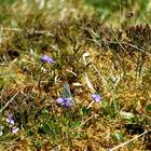 Schottland im Kleinen - Suchbild...