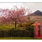 Schottland / Isle of Mull / Lochbuie