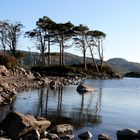 Schottland: Loch Assynt