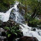 Schottland LVII - Glen Nevis