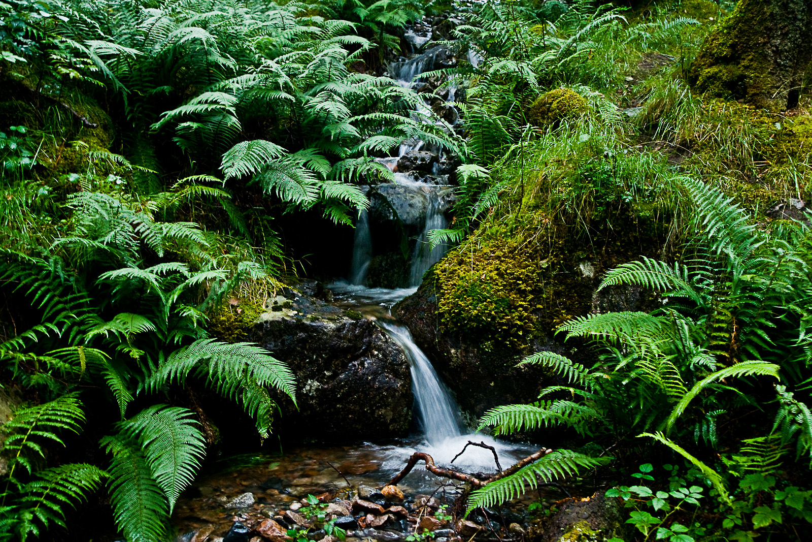 Schottland LVIII - Glen Nevis