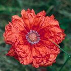 SCHOTTLAND Mohn