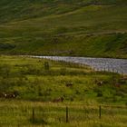 Schottland XXXVI - Glen Etive