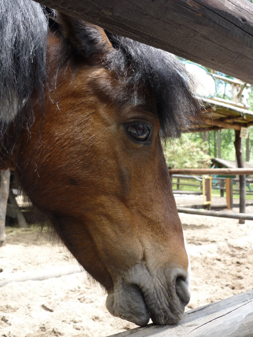 schottlandpony