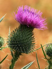 Schottlands Nationalblume an der Amper