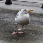 Schräg vom Wind ?