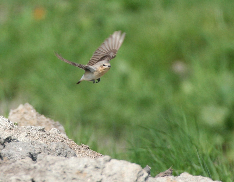 Schräganflug