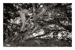 Schrägbaum 
