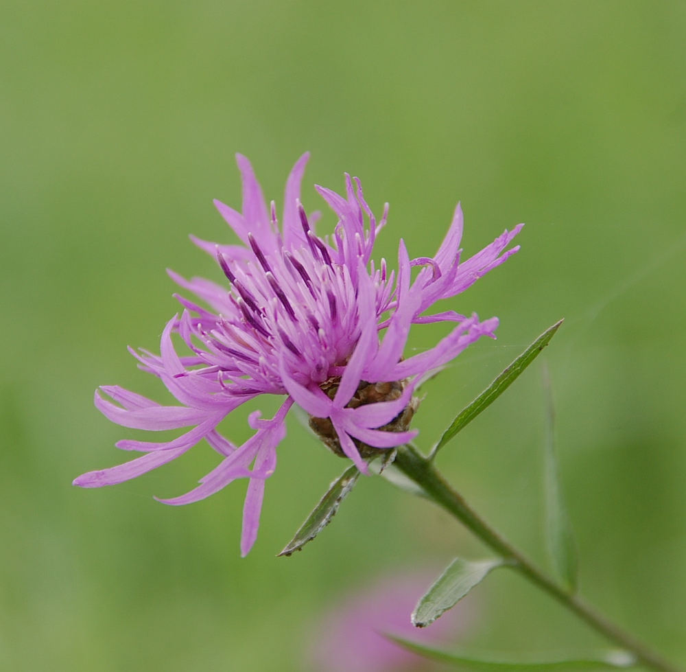 schräge Bergflockenblume