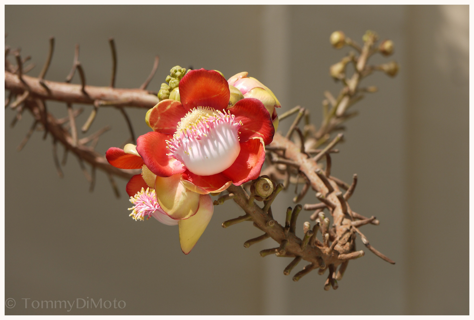 schräge Blüte an einem Baum in Thailand