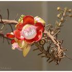 schräge Blüte an einem Baum in Thailand